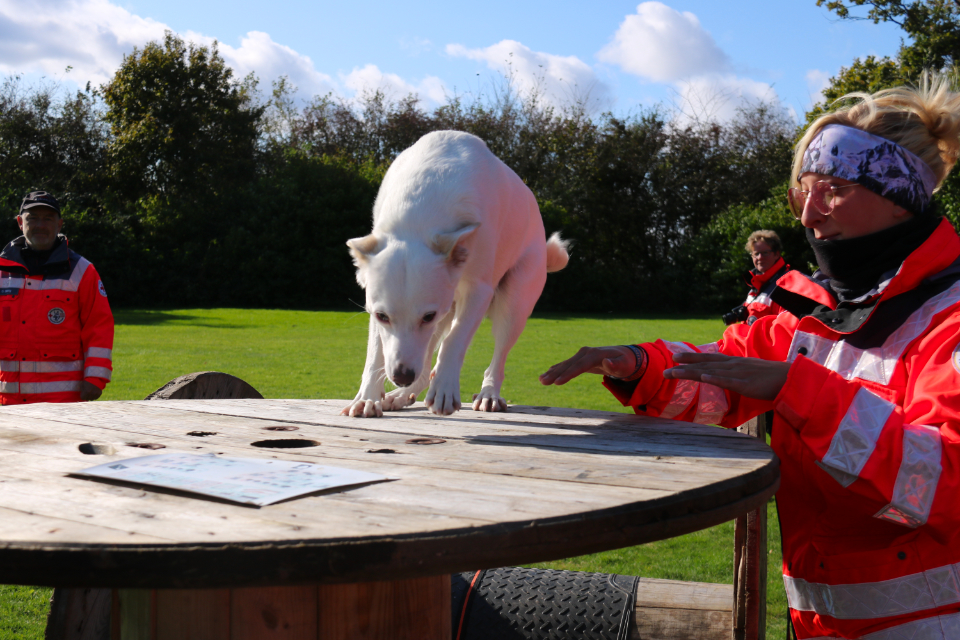 Ein weißer Hund balanciert während einer Übung konzentriert auf einer großen Kabeltrommel aus Holz. Eine DRK-Einsatzkraft in leuchtend orangefarbener Uniform mit Reflektoren steht daneben und gibt dem Hund mit flachen Händen ein Signal. Im Hintergrund sind auf einer grünen Wiese weitere Einsatzkräfte unter blauem Himmel mit weißen Wolken zu sehen. Die Szene zeigt das Training von Trittsicherheit und Gehorsam, das für Rettungshunde in schwierigem Gelände unerlässlich ist.