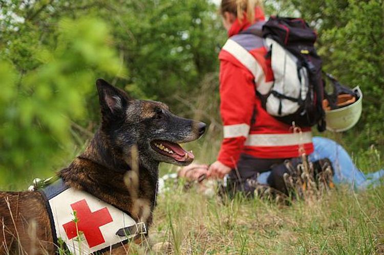 Ein dunkelbrauner, brindle-farbener Rettungshund liegt im Vordergrund entspannt auf einer grasbewachsenen Anhöhe und trägt eine rot-weiße Kenndecke mit einem Kreuz als Abzeichen. Im unscharfen Hintergrund kniet eine Rettungskraft in roter Jacke und mit einem Rucksack über einer am Boden liegenden Person, was auf eine Such- und Rettungsübung oder einen Erste-Hilfe-Einsatz in der Natur hinweist.
