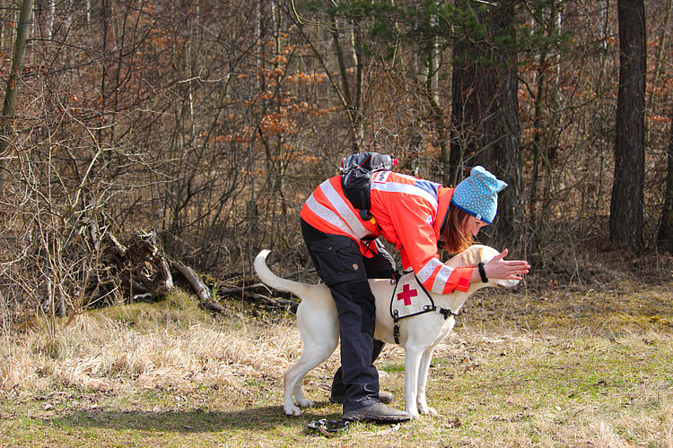 Eine Rettungshundeführerin des Deutschen Roten Kreuzes in einer leuchtend orange-roten Einsatzjacke trainiert mit ihrem hellen Rettungshund am Waldrand. Sie beugt sich über den Hund, der ein weißes Geschirr mit dem roten Kreuz trägt, und gibt ihm mit der flachen Hand ein Signal. Die Szene findet auf einer herbstlichen Wiese vor einem dichten Hintergrund aus kahlen Bäumen statt. Das Bild zeigt die enge Zusammenarbeit zwischen Mensch und Tier im Rettungswesen.