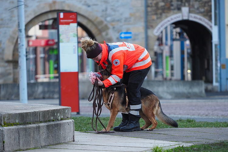 Eine Rettungshundeführerin des Deutschen Roten Kreuzes in leuchtend orange-blauer Einsatzkleidung arbeitet mit einem Deutschen Schäferhund auf einem öffentlichen Platz. Sie trägt eine dunkle Mütze und beugt sich konzentriert zu dem Hund herab, während sie eine lange Leine in den Händen hält. Im Hintergrund sind historische Torbögen aus Stein und eine rote Informationsstele zu sehen. Die Szene zeigt das Training der Flächen- oder Personensuche in einer urbanen Umgebung.