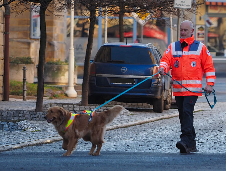 Ein Rettungshundeführer des Deutschen Roten Kreuzes führt einen Golden Retriever an einer langen, blauen Leine über eine gepflasterte Straße. Der Mann trägt die offizielle Einsatzkleidung in leuchtendem Orange mit reflektierenden Streifen und dem DRK-Logo am Ärmel. Der Hund trägt ein spezielles Suchgeschirr mit Leuchtstreifen. Im Hintergrund sind parkende Autos und städtische Gebäude bei Tageslicht zu sehen. Das Bild verdeutlicht die Ausbildung der Hunde für die Personensuche in belebtem Gelände.