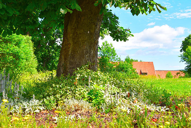 Ein großer Laubbaum auf einer grünen Wiese mit Pflanzen am Stamm und einem roten Hausdach im Hintergrund.