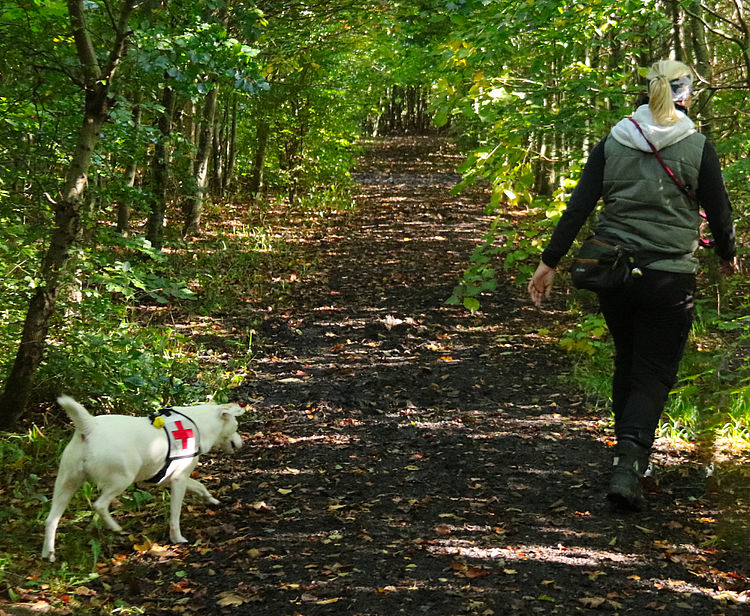 Die Rückenansicht einer Frau, die gemeinsam mit einem kleinen weißen Hund einen schattigen, mit Laub bedeckten Waldweg entlangläuft. Der Hund trägt ein weißes Geschirr mit dem markanten roten Kreuz des Deutschen Roten Kreuzes. Die Frau trägt eine dunkle Hose und eine olivgrüne Weste über einem schwarzen Langarmshirt. Das dichte Blätterdach der Bäume lässt Sonnenlicht punktweise auf den Boden fallen und erzeugt eine ruhige Waldatmosphäre während des Trainings.