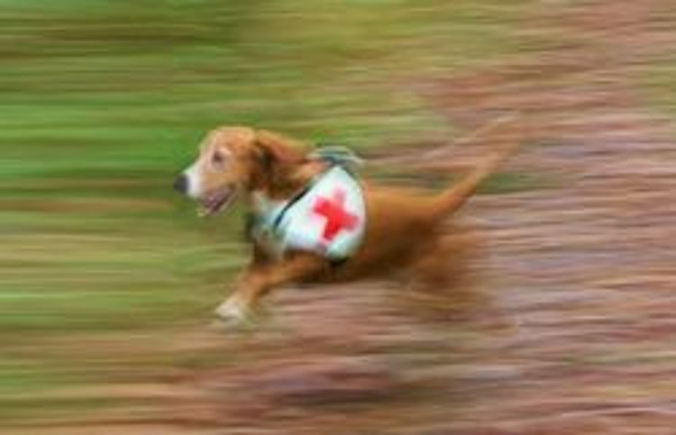 Ein mittelgroßer, brauner Rettungshund mit weißer Kenndecke und rotem Kreuz rast über ein Feld. Das Bild ist eine Bewegungsunschärfe (Mitzieher-Aufnahme), bei der der Hund relativ scharf ist, während der grüne und braune Hintergrund durch die schnelle Bewegung horizontal verschwommen ist, was die Geschwindigkeit und Dynamik der Suche hervorhebt.